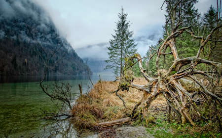 The fallen tree on the shore of Koenigssee lake (King's lake) in Bavaria, late fall