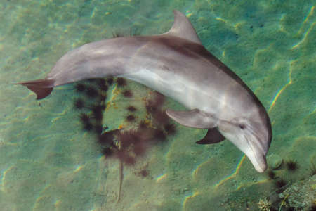 Yong Bottle-nose dolphin is swimming in read seaの写真素材