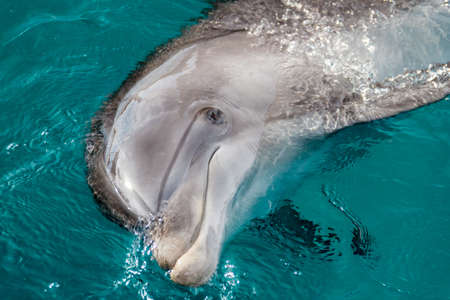 The yong Bottlenose dolphin is swimming in red sea near the beach on shellow waterの写真素材