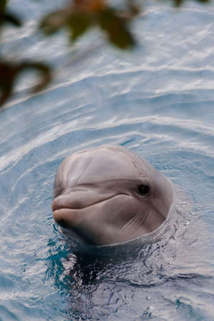 The yong Bottlenose dolphin is swimming in red sea near the beach on shellow waterの写真素材