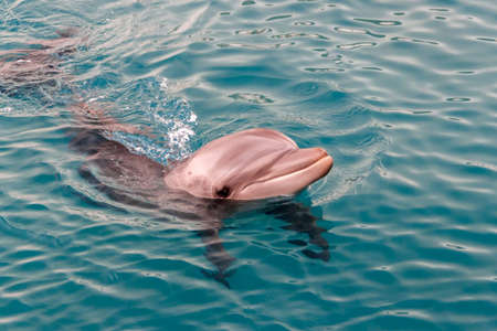 The yong Bottlenose dolphin is swimming in red sea near the beach on shellow waterの写真素材