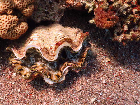 Diving in underwater coral reef world at red sea with shellの写真素材