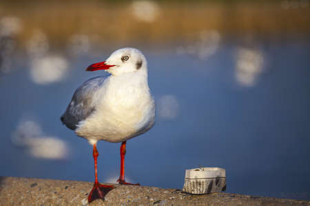 seagullの写真素材