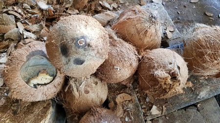 Dry Coconut for produce coconut milkの写真素材