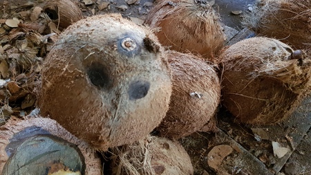 Dry Coconut for produce coconut milkの写真素材