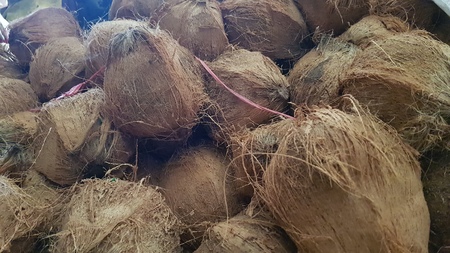 dry coconut peelの写真素材