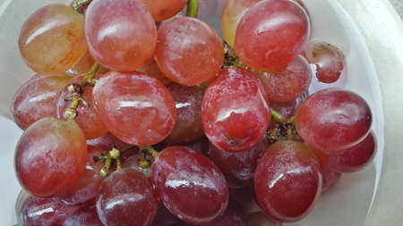 red grapes close upの写真素材