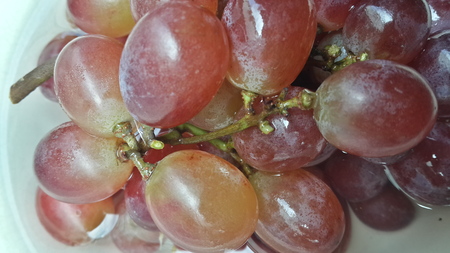 red grapes close upの写真素材