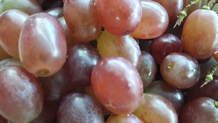 red grapes close upの写真素材