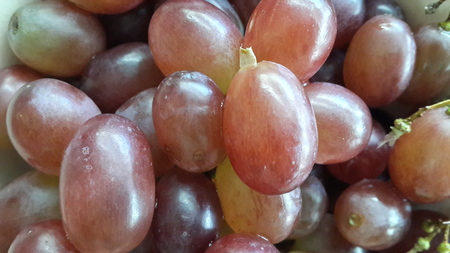 red grapes close upの写真素材