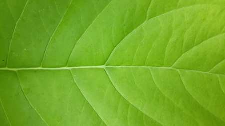 Green leaves background. Leaf textureの写真素材