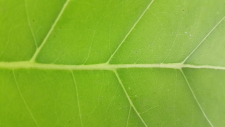 Green leaves background. Leaf textureの写真素材