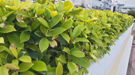 nature green leaf