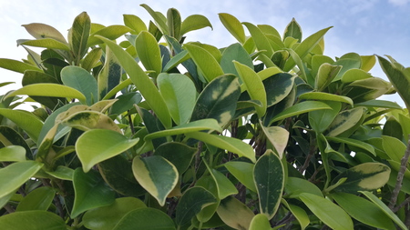nature green leafの写真素材