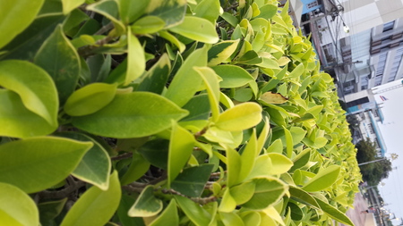 nature green leafの写真素材