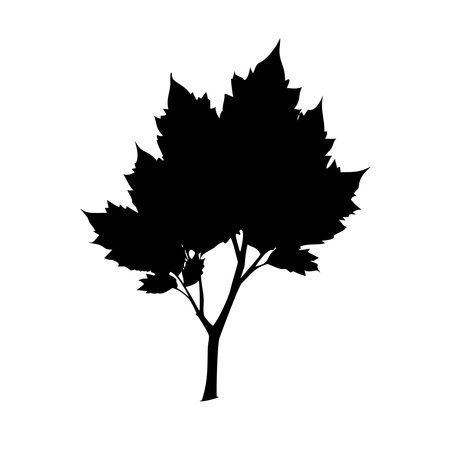 Black silhouette of maple tree isolated on white background. Vector illustration.のイラスト素材