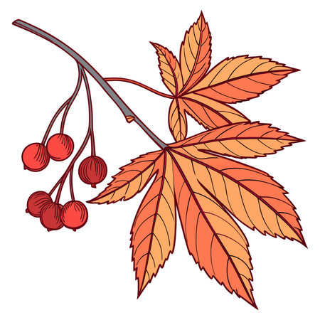 Vector art of a single autumn leaf on a white background, perfect for representing the fall season, nature's beauty, and organic themes.のイラスト素材