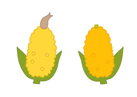 Simple illustration of corn with beardのイラスト素材