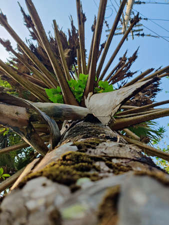 Palm Treeの写真素材