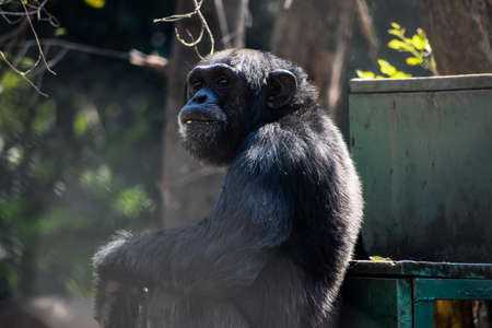 monkey sit alone with constrated mind. and thing some most importatnt thingの写真素材