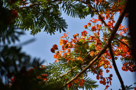 Flower with leafs and branches with nature background. looking so amaging.