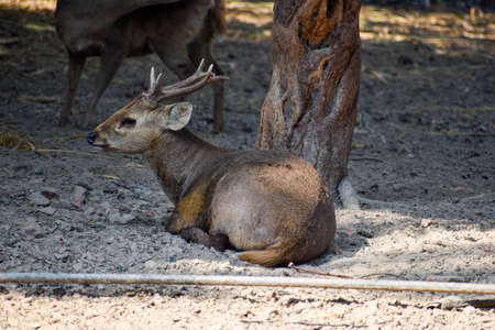 Deer Animal and Wildlife, Fallow deer family. Paradise Park Farm