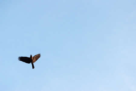 Free as a bird. Herring gull Larus argentatus in winter plumage against blue sky. Freedom concept...