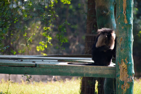 Wallpaper of a monkey feeling loneliness and sadness behind zoo. tropical wildlife in asian country. Young monkey resting.の写真素材