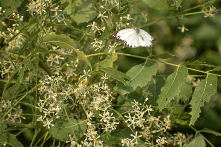 Butterfly sitting on a leafy branch. colorful butterfly sitting and resting