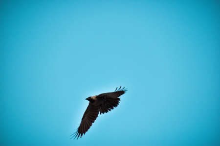 Free as a bird. Herring gull Larus argentatus in winter plumage against blue sky. Freedom concept image with copy space. Seagull flying overheadの写真素材