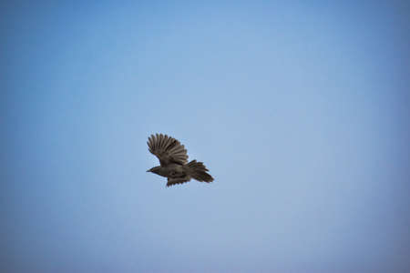 Free as a bird. Herring gull Larus argentatus in winter plumage against blue sky. Freedom concept...
