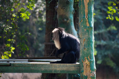 Wallpaper of a monkey feeling loneliness and sadness behind zoo. tropical wildlife in asian country....