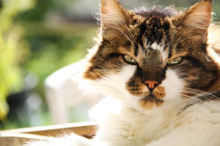 Cat enjoying the spring sunshineの写真素材