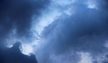 Bird in a cloudy skyの写真素材