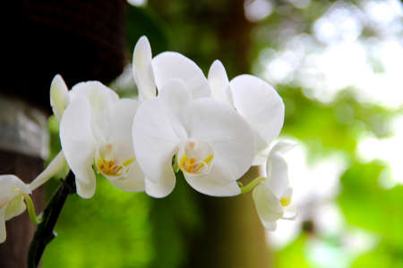 White orchid flowerの写真素材