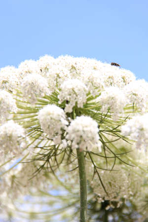 White flowerの写真素材