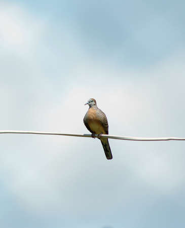 Close up the pigeon on a cableの写真素材