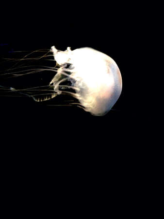 jellyfish floatingの素材