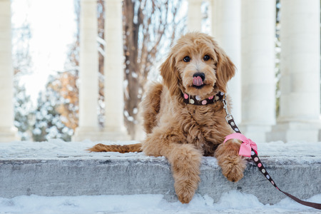 Golden Doodle Puppy Lying Down