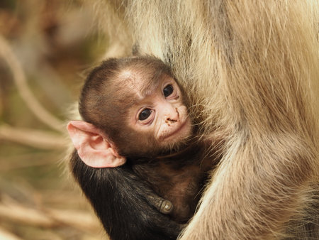 baby long tailed macaque in indiaの写真素材