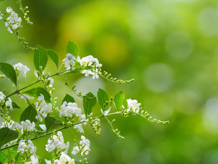 White flowers with green backgroundの写真素材