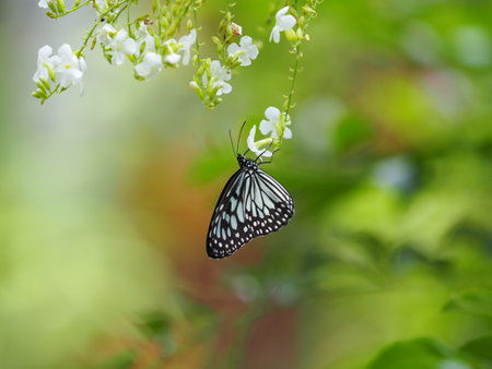 White butterfly resting on white flowersの写真素材