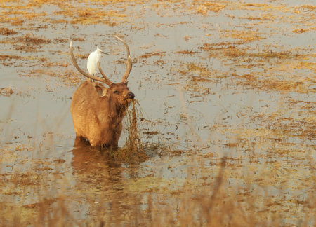 sambar deer in lake with egretの写真素材