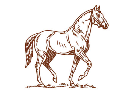 Horse isolated on white background. Vector illustration in sketch style.のイラスト素材