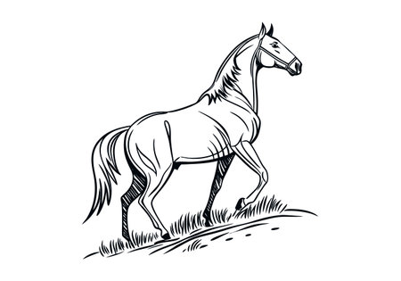 Horse on the meadow. Black and white vector illustration.のイラスト素材