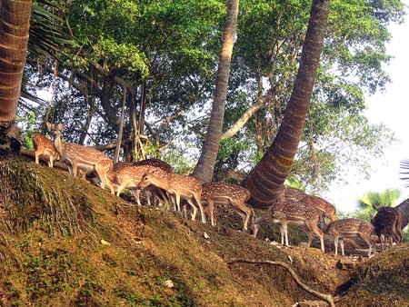 A group of deer climbing uphill quietly.の写真素材
