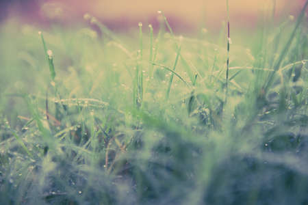 grass vintageの写真素材