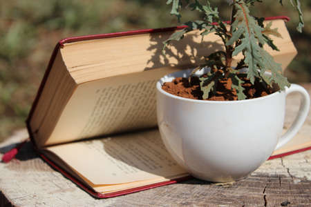 Book of lifeの写真素材