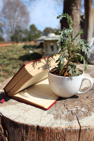 Book of life2の写真素材