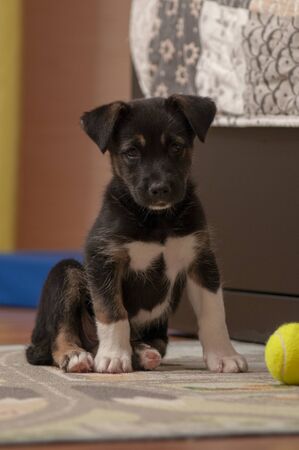 small cute puppy dog.の写真素材